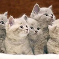 December 15: National Cat Herders Day