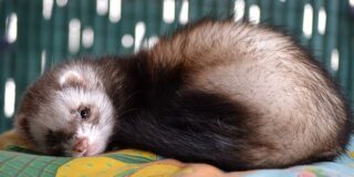 April 2: National Ferret Day