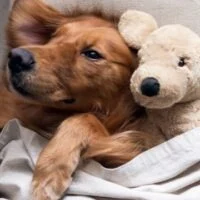 February 3: National Golden Retriever Day