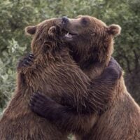 November 7: National Hug A Bear Day