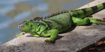 September 8: National Iguana Awareness Day