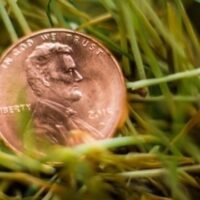 February 12: National Lost Penny Day