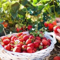 May 20: National Pick Strawberries Day