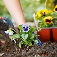 March 12: National Plant A Flower Day