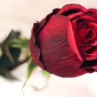 June 12: National Red Rose Day