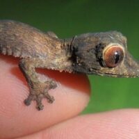 October 21: National Reptile Awareness Day