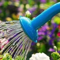 May 30: National Water A Flower Day