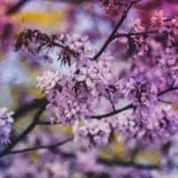 March 26: Purple Day