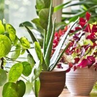 July 27: Take Your Houseplants For A Walk Day