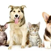 March 3: What If Cats And Dogs Had Opposable Thumbs Day