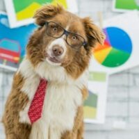 August 5: Work Like a Dog Day