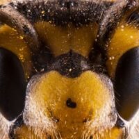 May 20: World Bee Day