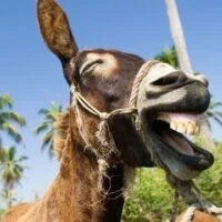 May 8: World Donkey Day