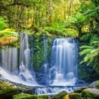 June 22: World Rainforest Day