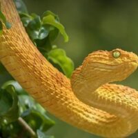 July 16: World Snake Day