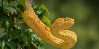 July 16: World Snake Day