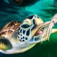 May 23: World Turtle Day