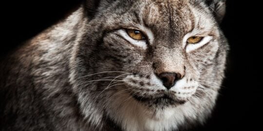 55 Fun Facts About Bobcats For Kids