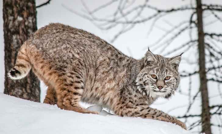 Bobcat in the snow