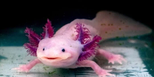 10 Fantastic Facts About Axolotls