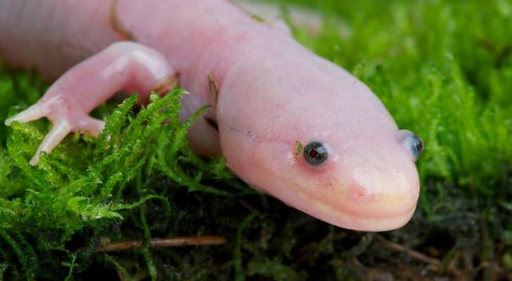 A pink Axolotls