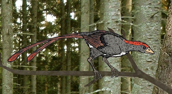 Confuciusornis, an extinct bird from eastern China, standing on a branch with the forest in the background