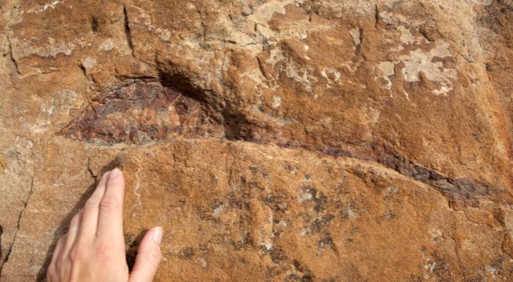 Dinosaur fossils in Colorado