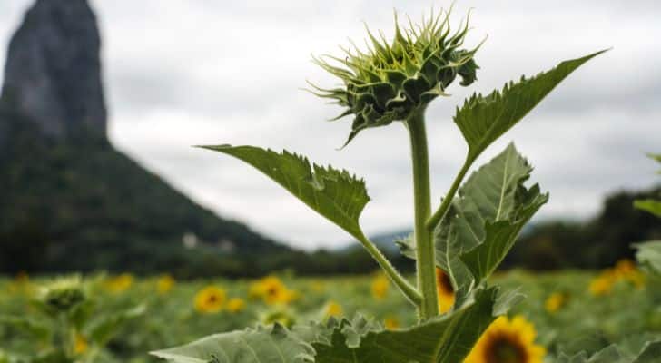 A sunflower beginning to bloom.