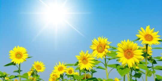 Why Do Sunflowers Face The Sun?