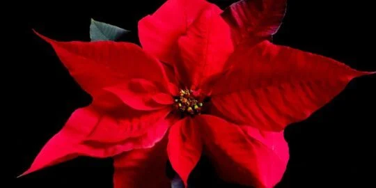 10 Amazing Facts About Poinsettias