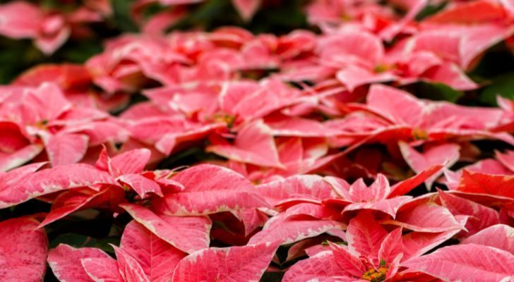 Poinsetta plants