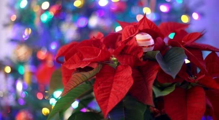 Poinsettia with Christmas baubles behind