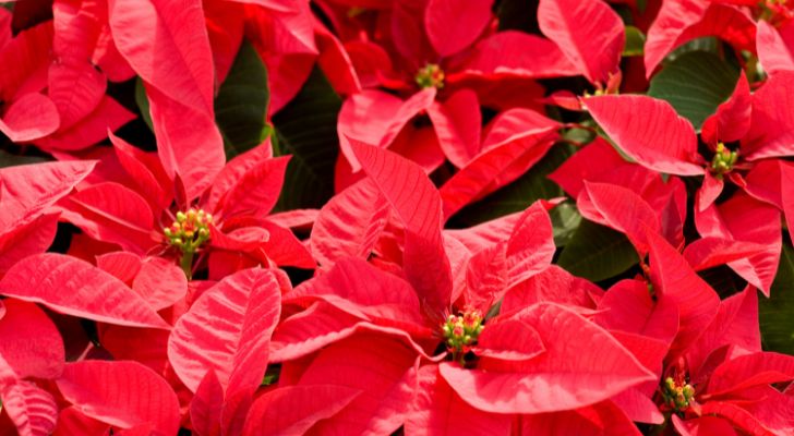 Many red poinsettia's