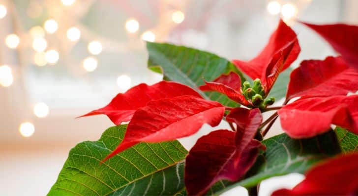 Poinsettia's are incredibly popular in the US at Christmas time