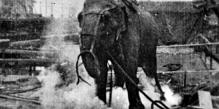 OTD in 1903: The famous elephant called Topsy was executed at Luna Park