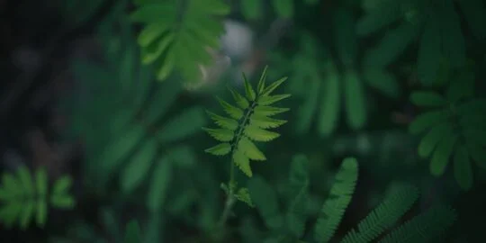 50 Fascinating Earth Day Facts For Kids