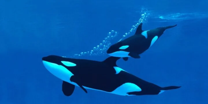 OTD in 1977: The first killer whale calf was born in captivity at Marineland in Los Angeles