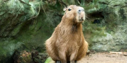 20 Carefree Facts About Capybaras
