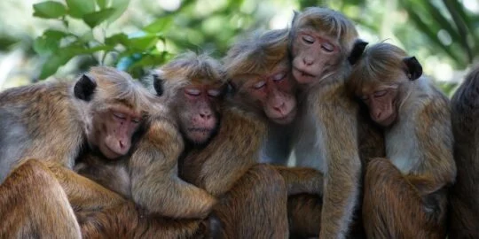50 Fascinating Monkey Facts That Will Leave You “Ape-solutely” Amazed