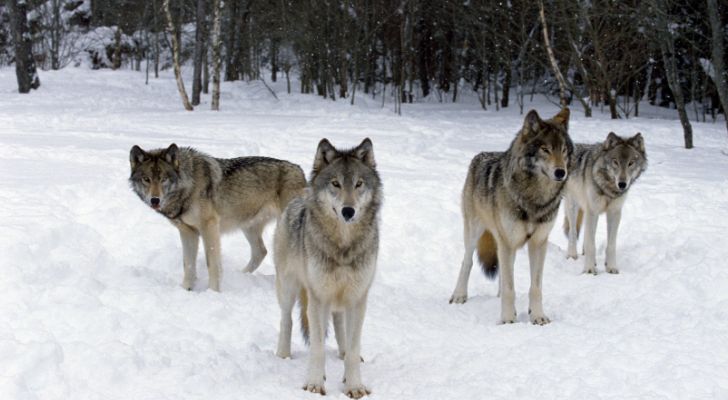 A pack of four wolves stand in the snow