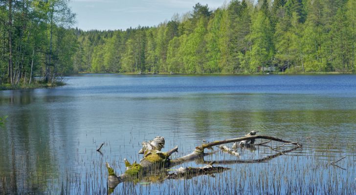 A lake surrounded by thick forest