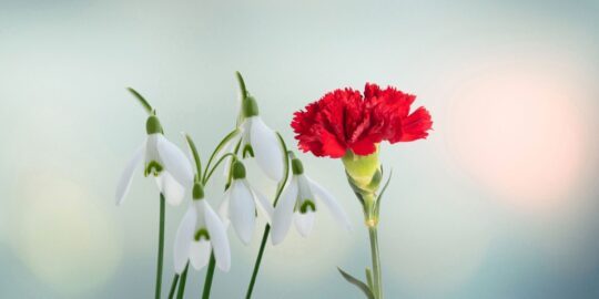 20 Facts About Carnations & Snowdrops, January’s Birth Flowers
