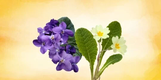 20 Facts About Violets & Primroses, February’s Birth Flowers
