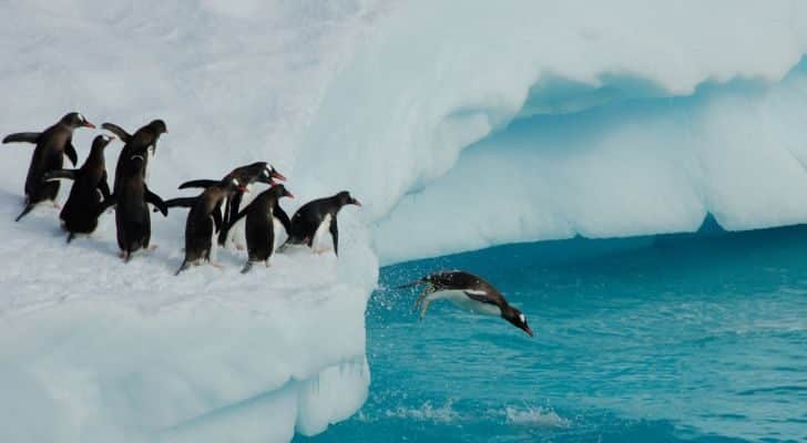 A group of penguins diving from an ice shelf into the water