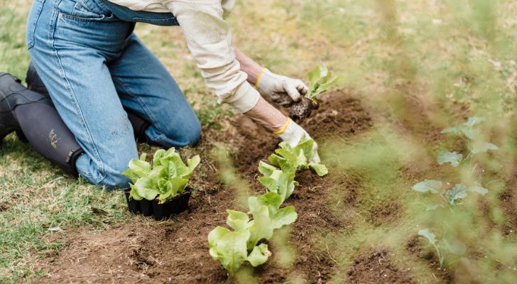 A woman in farmer's clothing planting seedlings