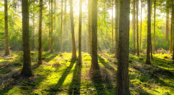 Morning light filtering in through the trees in a forest