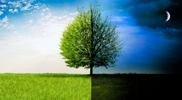 A tree divided down the middle and showing daytime on its left half and nighttime on its right