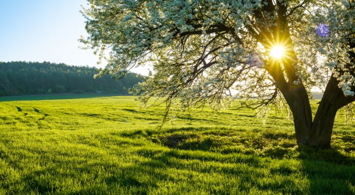 The sun shining through a tree's leaves in spring