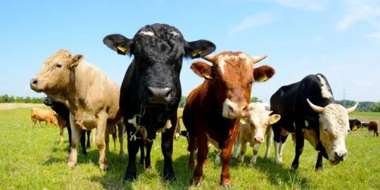 31 Fun Facts About Cows For Kids