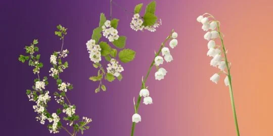 20 Facts About Lily of the Valley & Hawthorn, May’s Birth Flowers